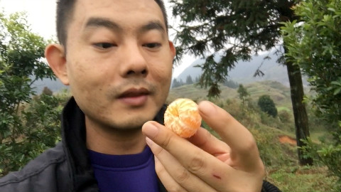 城里娃在山里渴了,随手就摘个橘子吃这酸爽,送腊肠了快来啊